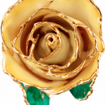 Gold Dipped Rose