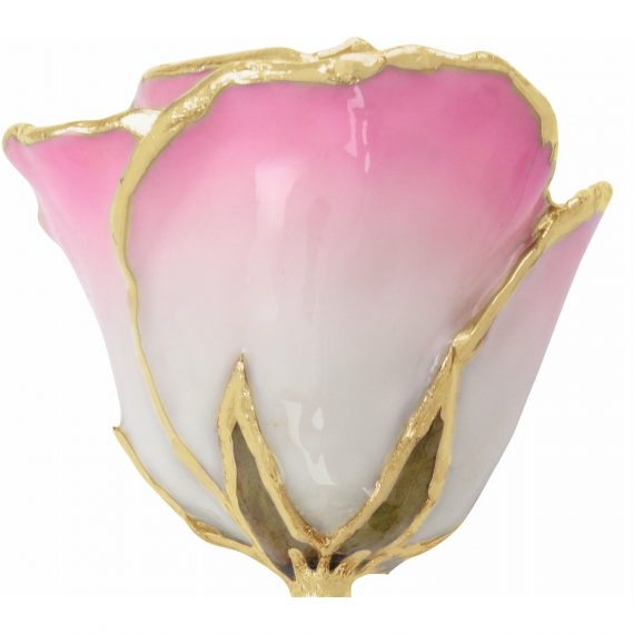 Lacquered Cream Pink Rose with Gold Trim from Leonard & Hazel™
