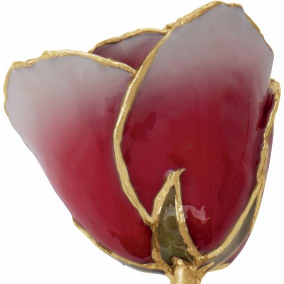 Lacquered Frozen White & Red Rose with Gold Trim from Leonard & Hazel™