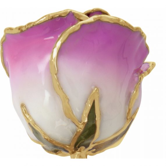 Lacquered Cream Picasso Rose with 24K Gold Trim from Leonard & Hazel™
